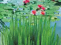 Grüne Schachtelhalme wachsen am Ufer eines Teiches mit rosa Seerosen im Hintergrund.