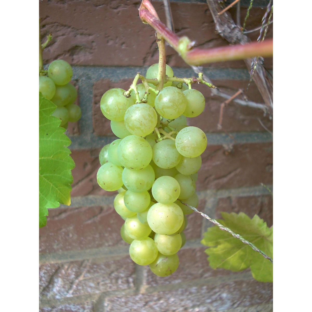 Weinrebe Phoenix gelb