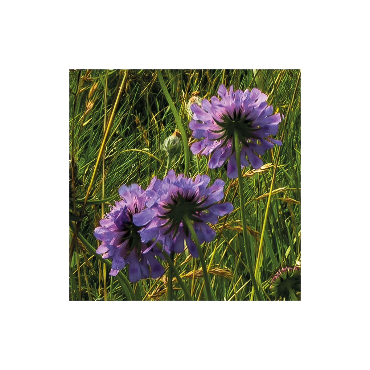 Komar  Vlies Fototapete The Green Queen 450x280 cm Bild 3