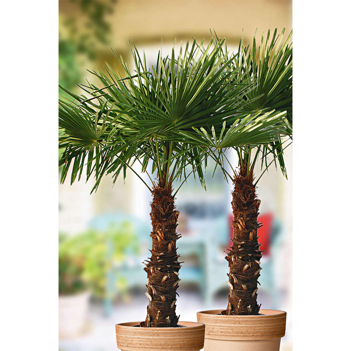 Plantiflor  Hanfpalme Trachycarpus fortunei im Topf Durchmesser 30 cm Bild 2