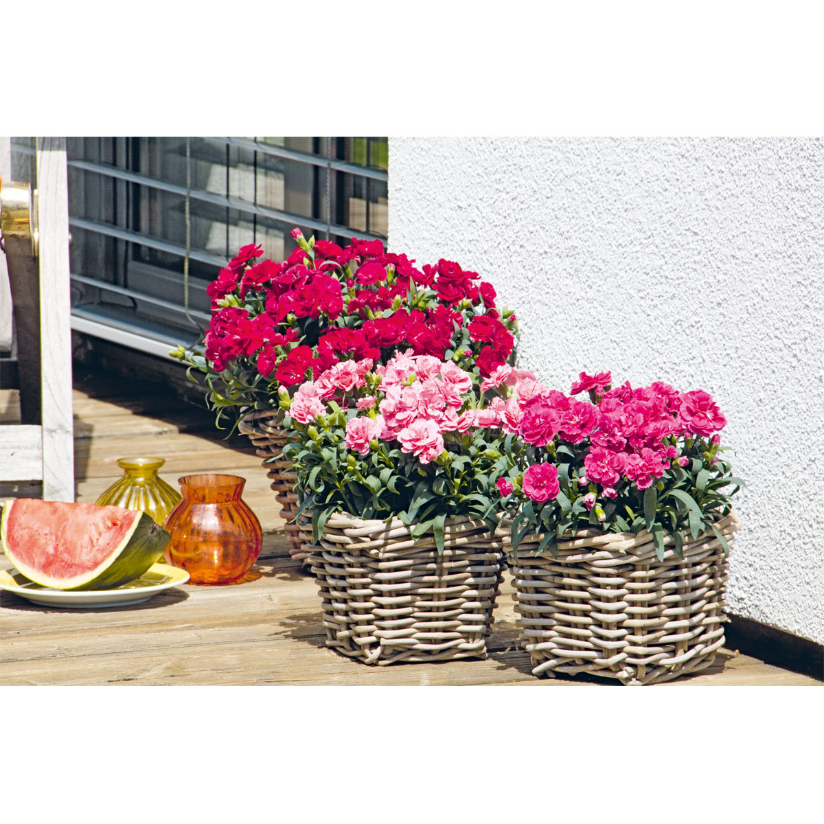 Plantiflor  Garten-Nelke Topf Durchmesser 12 cm Bild 2