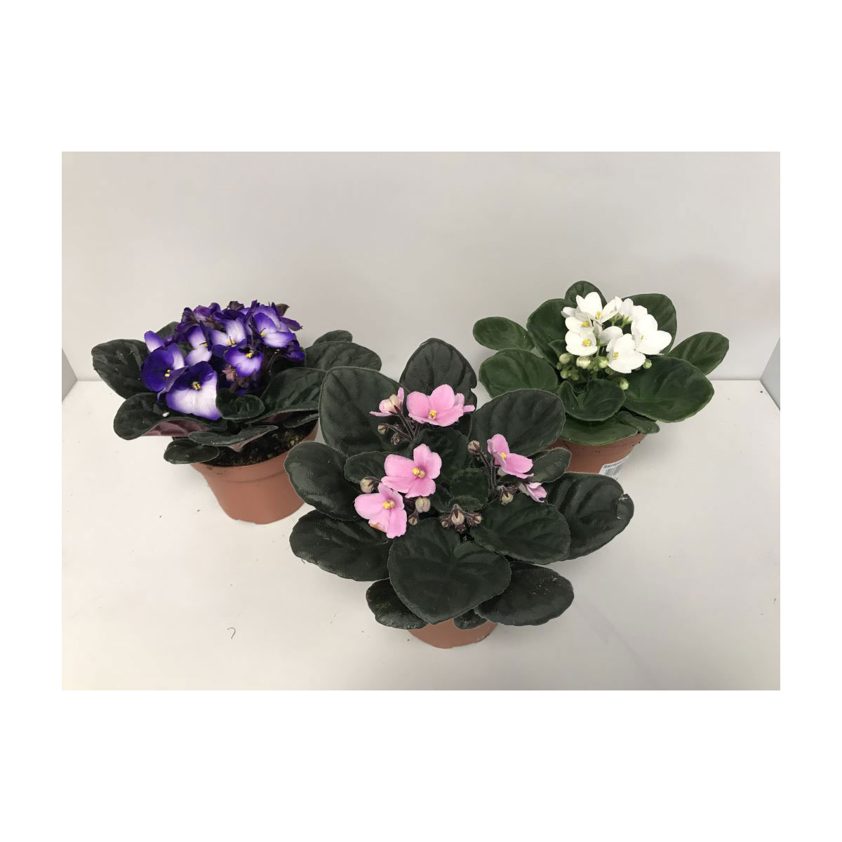 Plantiflor  Usambaraveilchen verschiedene Farben T12