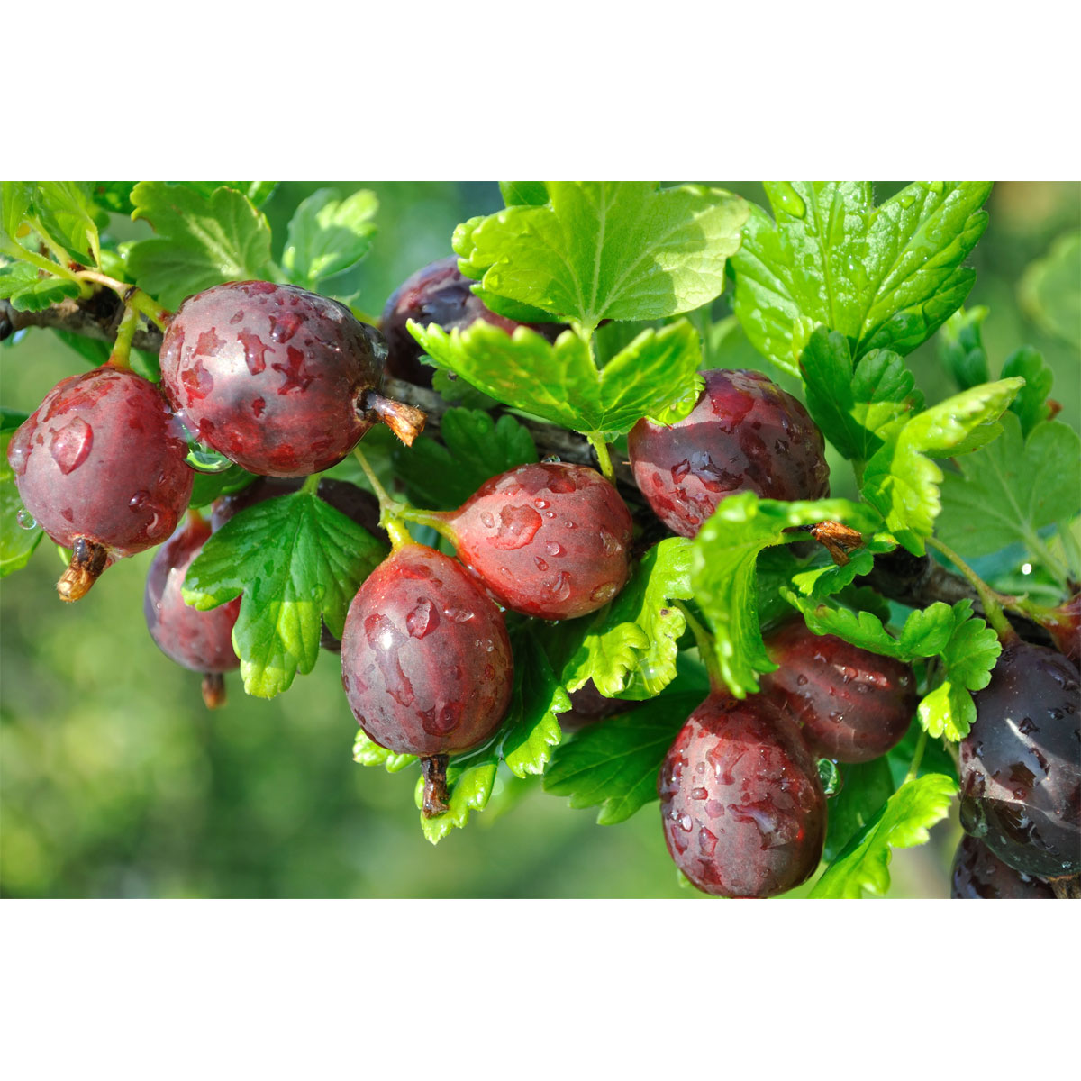 Plantiflor Stachelbeere Hinnomäki Topf Durchmesser 23 cm