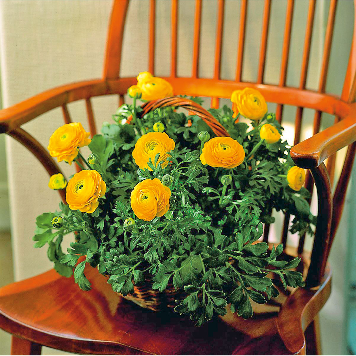 Plantiflor Ranunkel Topf Durchmesser 11 cm Bild 8