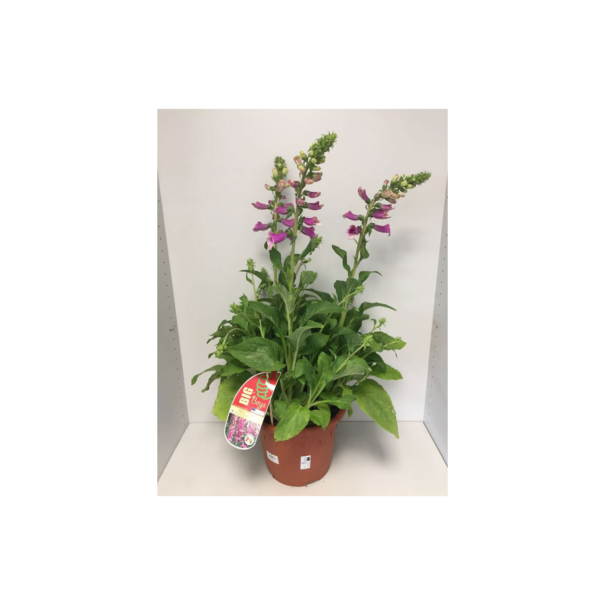 Plantiflor  Stauden-Mix Big Boys T26