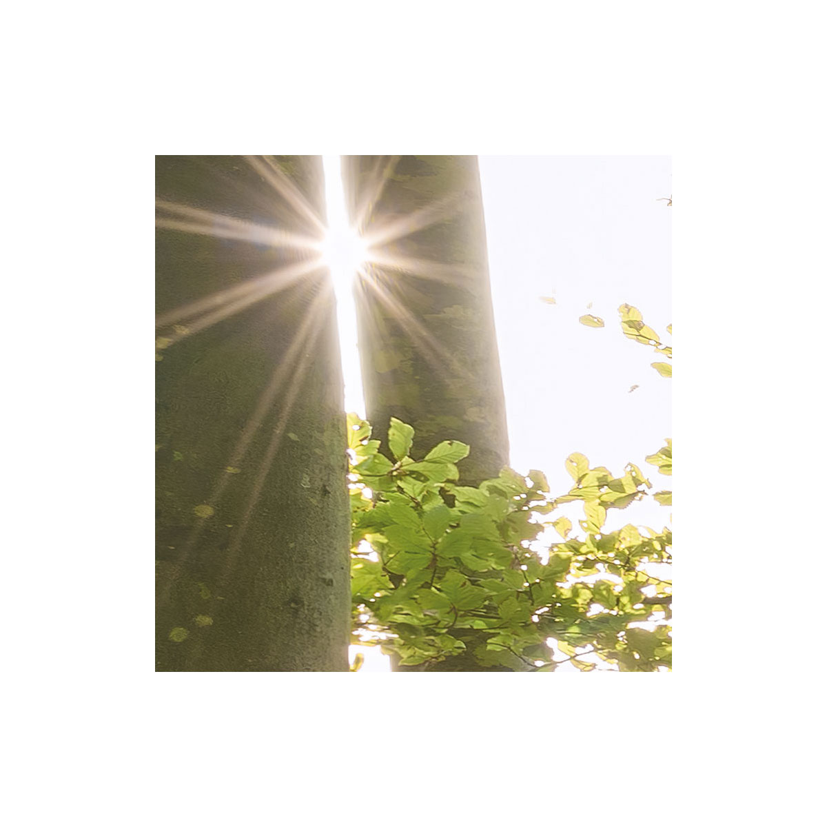 Komar  Vlies Fototapete Zauberhaftes Buchenspektakel 450x280 cm Bild 7