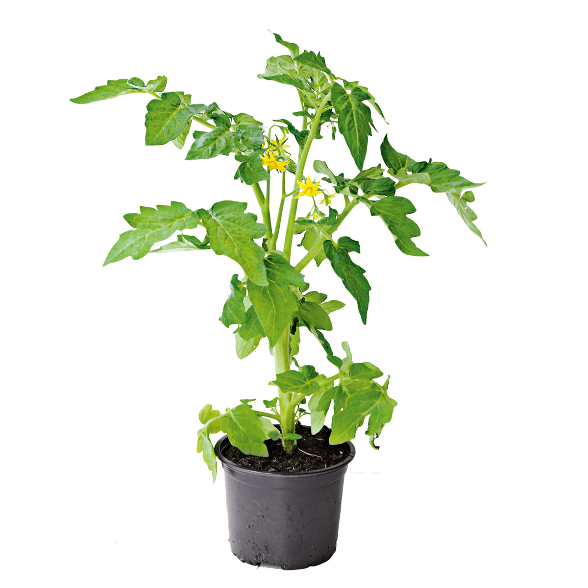 Plantiflor Meisterklasse Fleischtomate Fatima Topf Durchmesser 11 cm