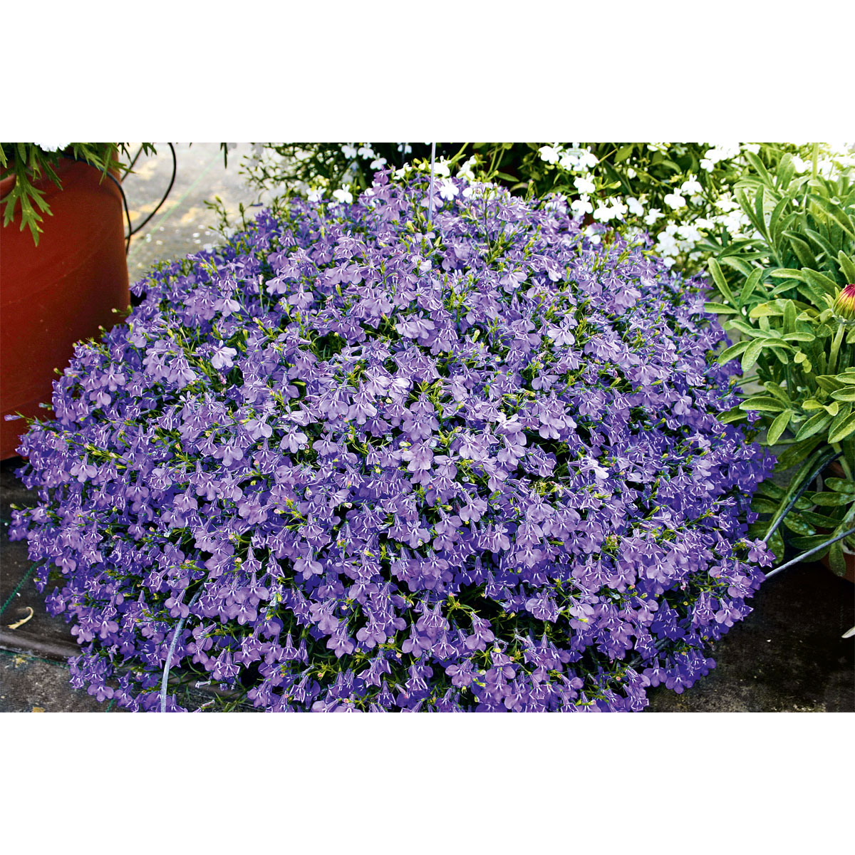 Plantiflor  Männertreu Topf Durchmesser 10,5 cm Bild 5