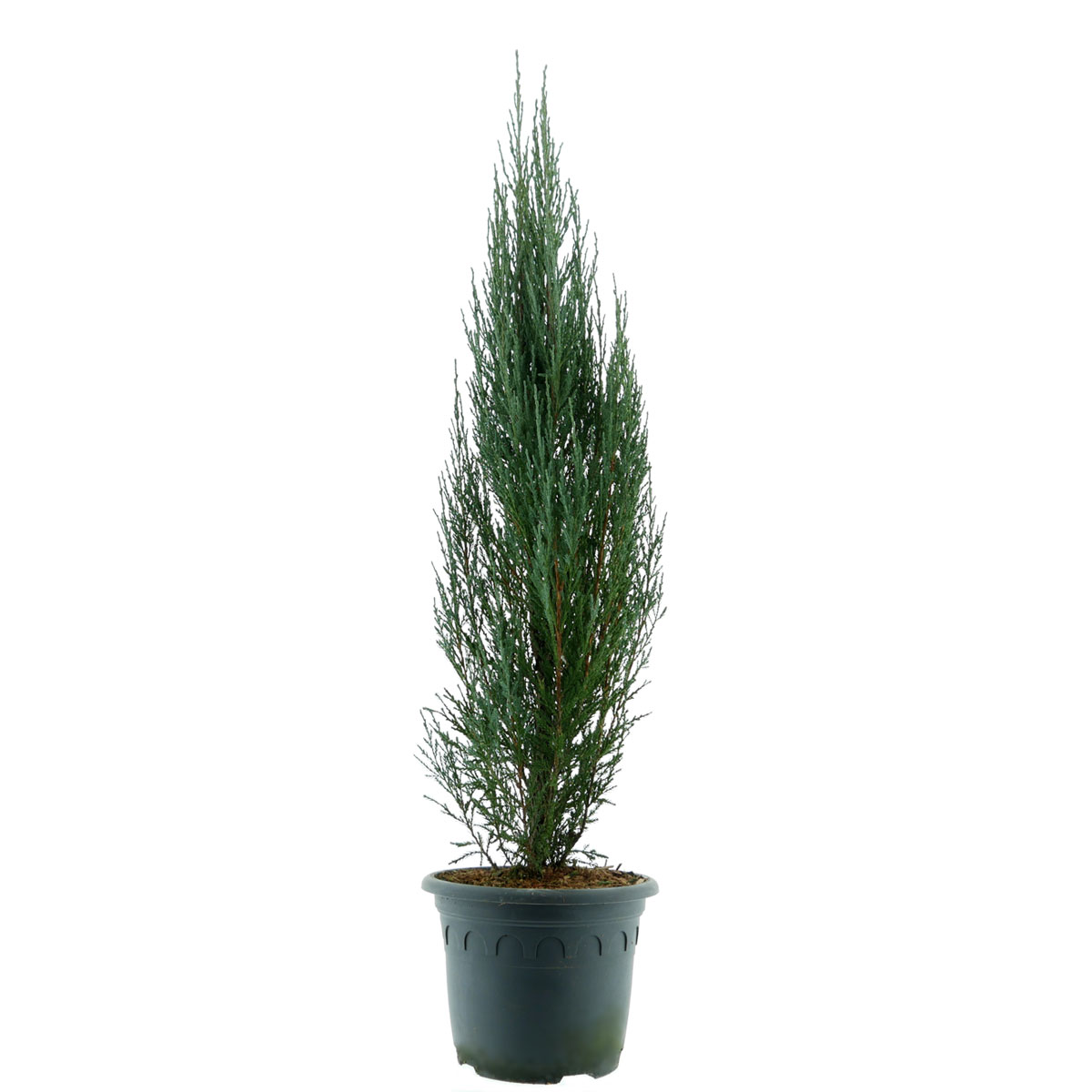 Plantiflor Blauer Raketen Wacholder Topf Durchmesser 23 cm