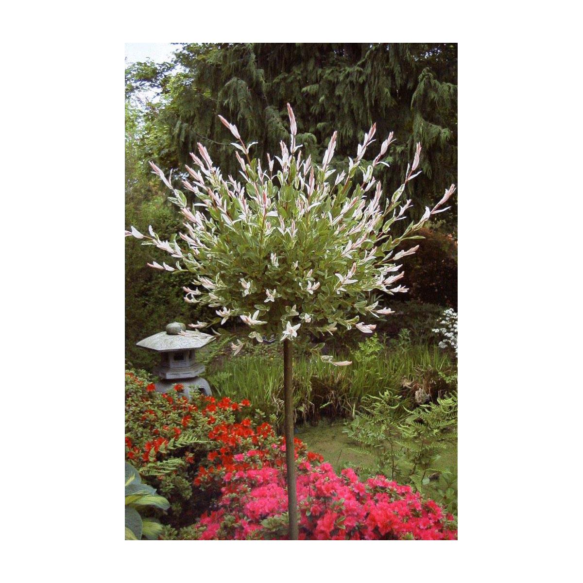 Plantiflor Harlekinweide Hakuro Nishikii Stamm 60 cm Topf Durchmesser 20 cm