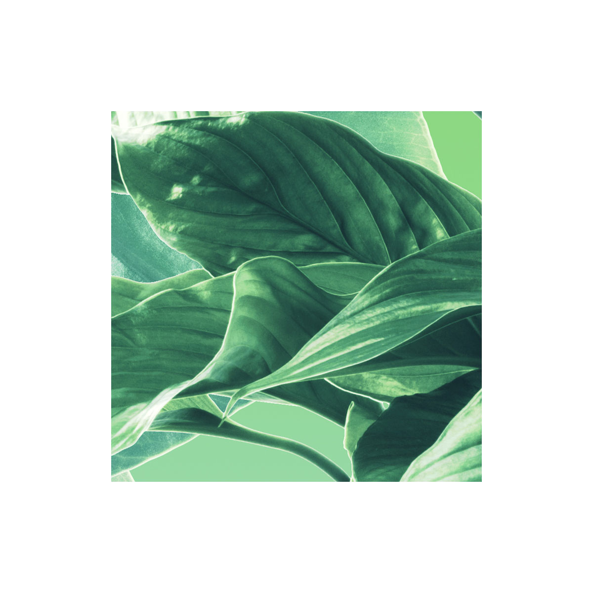 Komar  Vlies Fototapete Evergreen 200x250 cm Bild 8