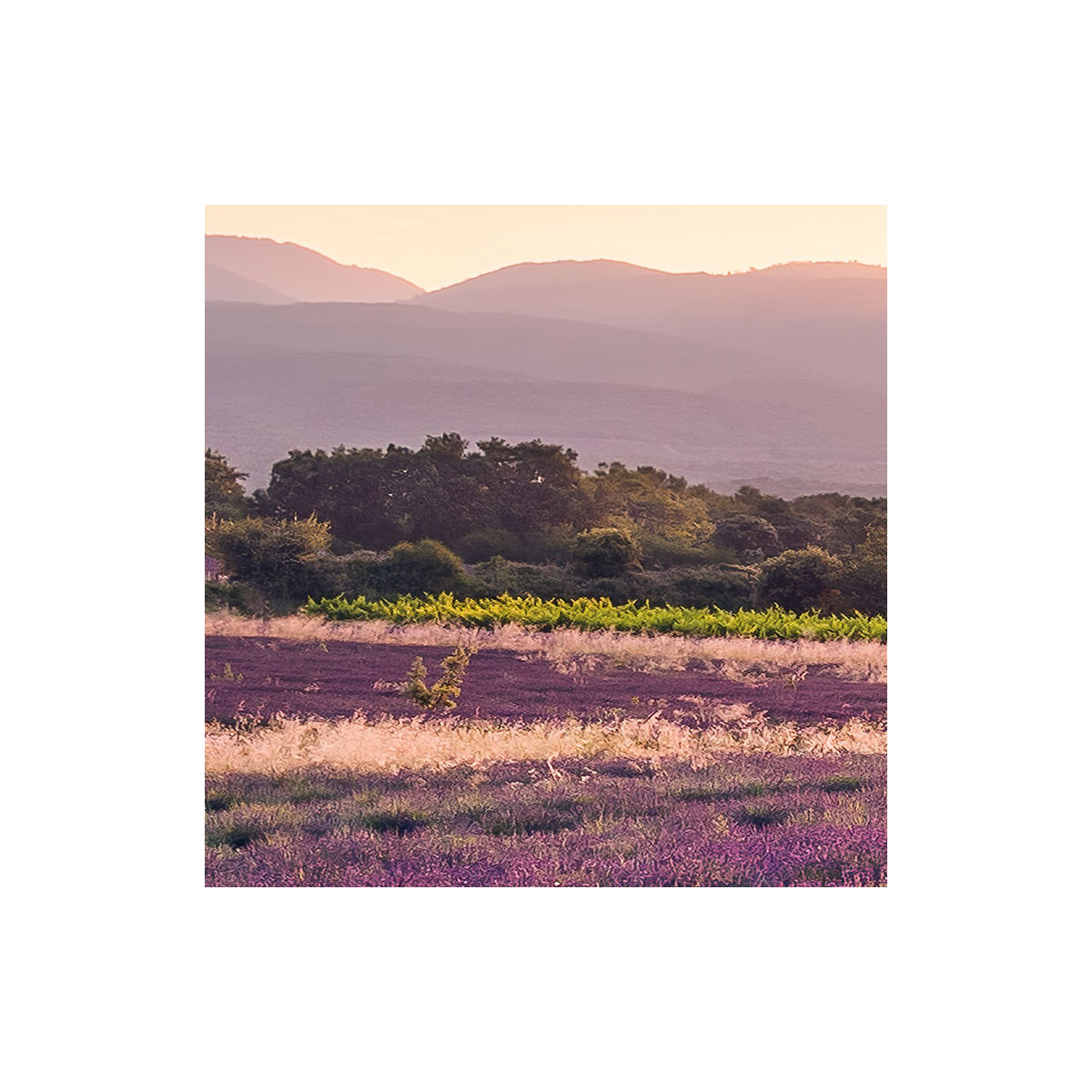 Komar  Vlies Fototapete Lavender Dream 450x280 cm Bild 8