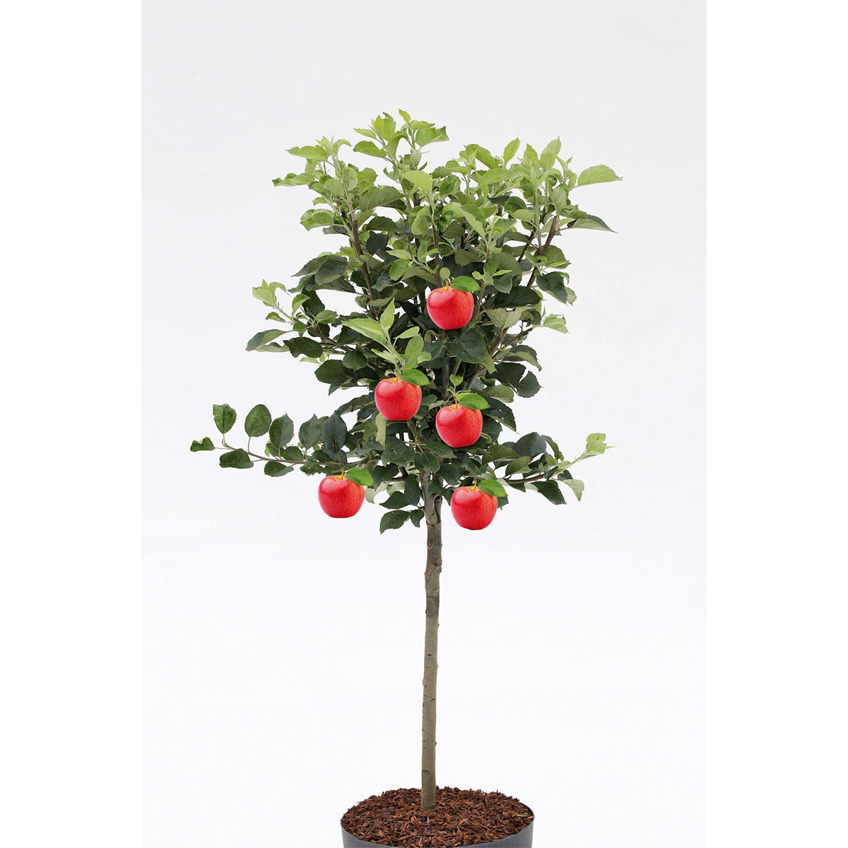 Plantiflor Zwergapfel Galina Stamm Topf Durchmesser 23 cm Bild 2