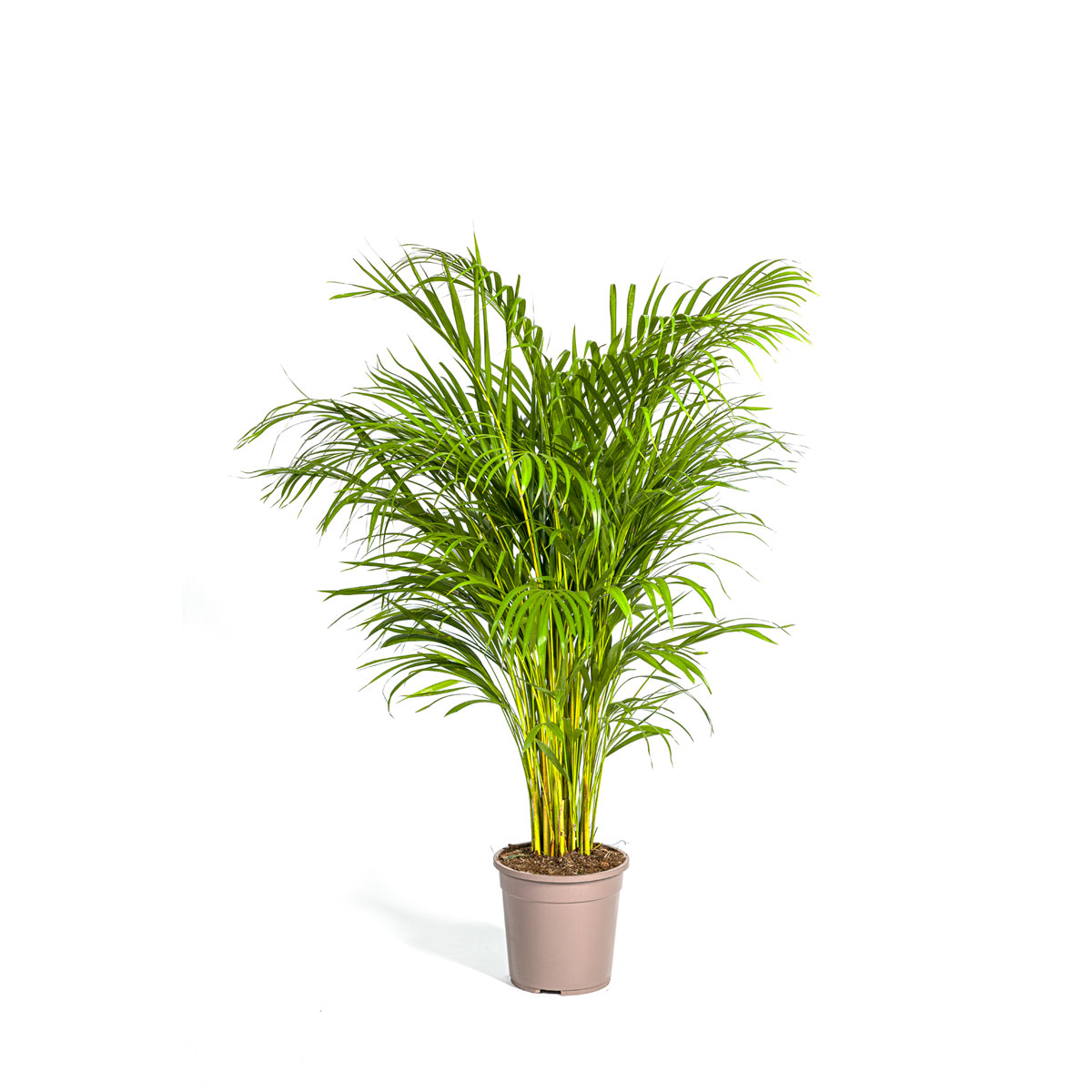 Goldfruchtpalme, Topf Ø 24 cm Bild 1