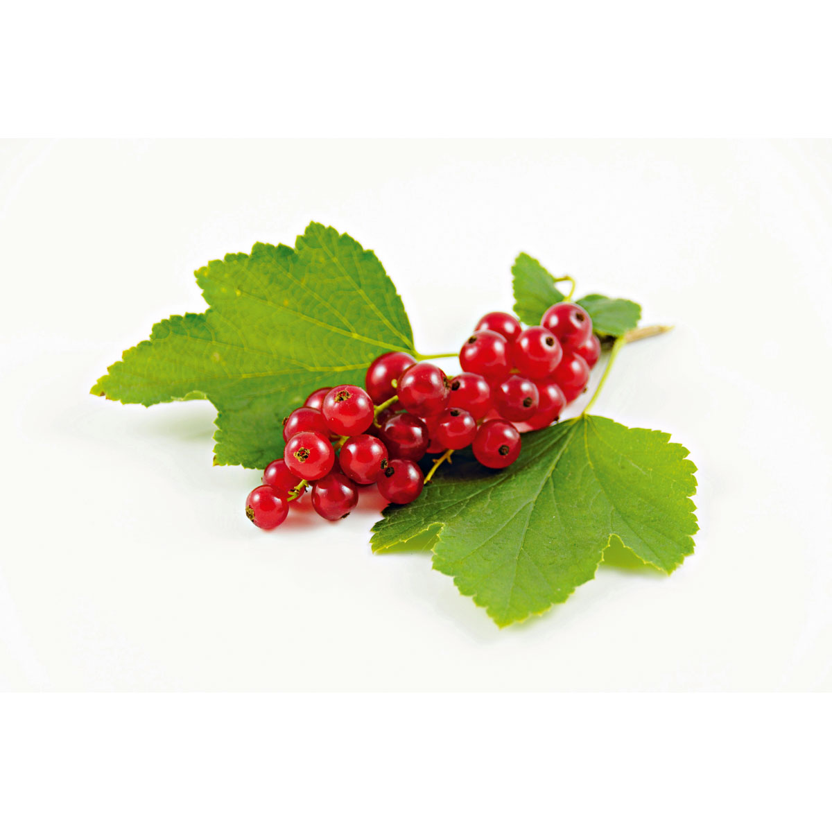 Plantiflor  Johannisbeerstrauch rot im Topf Durchmesser 17 cm Bild 3