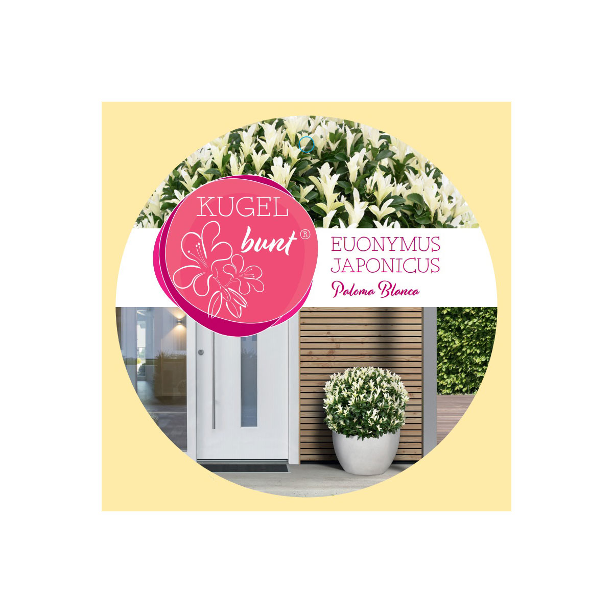 Plantiflor  Japanspindel Paloma Blanca Kugelbunt Topf Durchmesser 23 cm