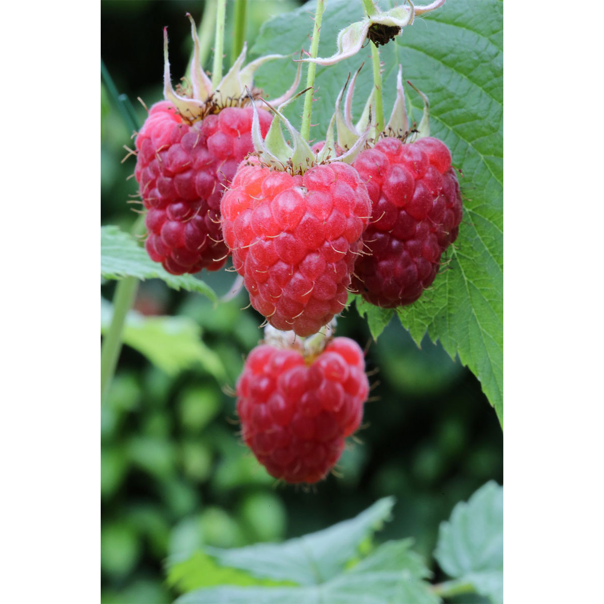 Plantiflor Himbeere Tulameen Topf Durchmesser 17 cm Bild 1