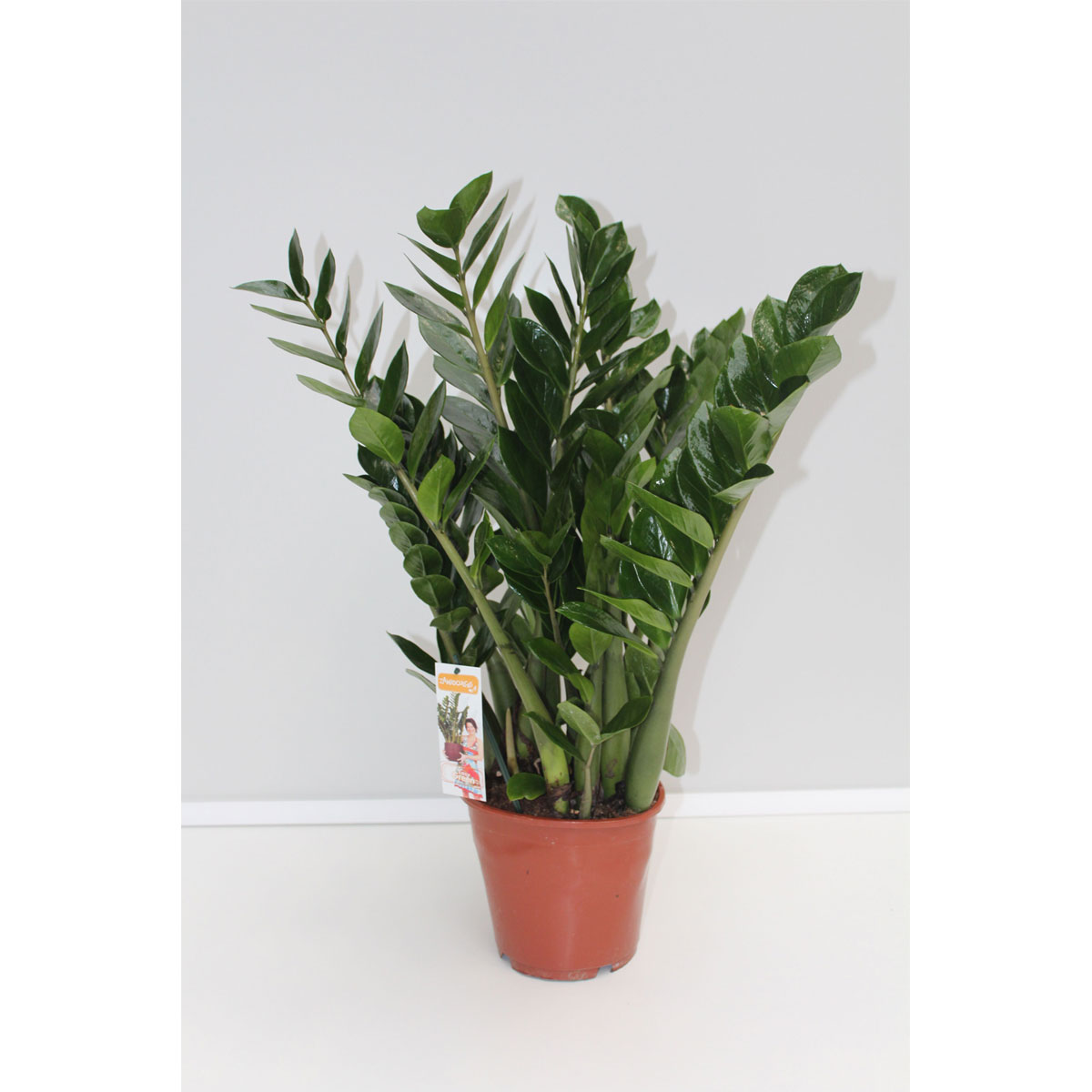 Plantiflor Zamie Glücksfeder 80 cm Topf 19 cm