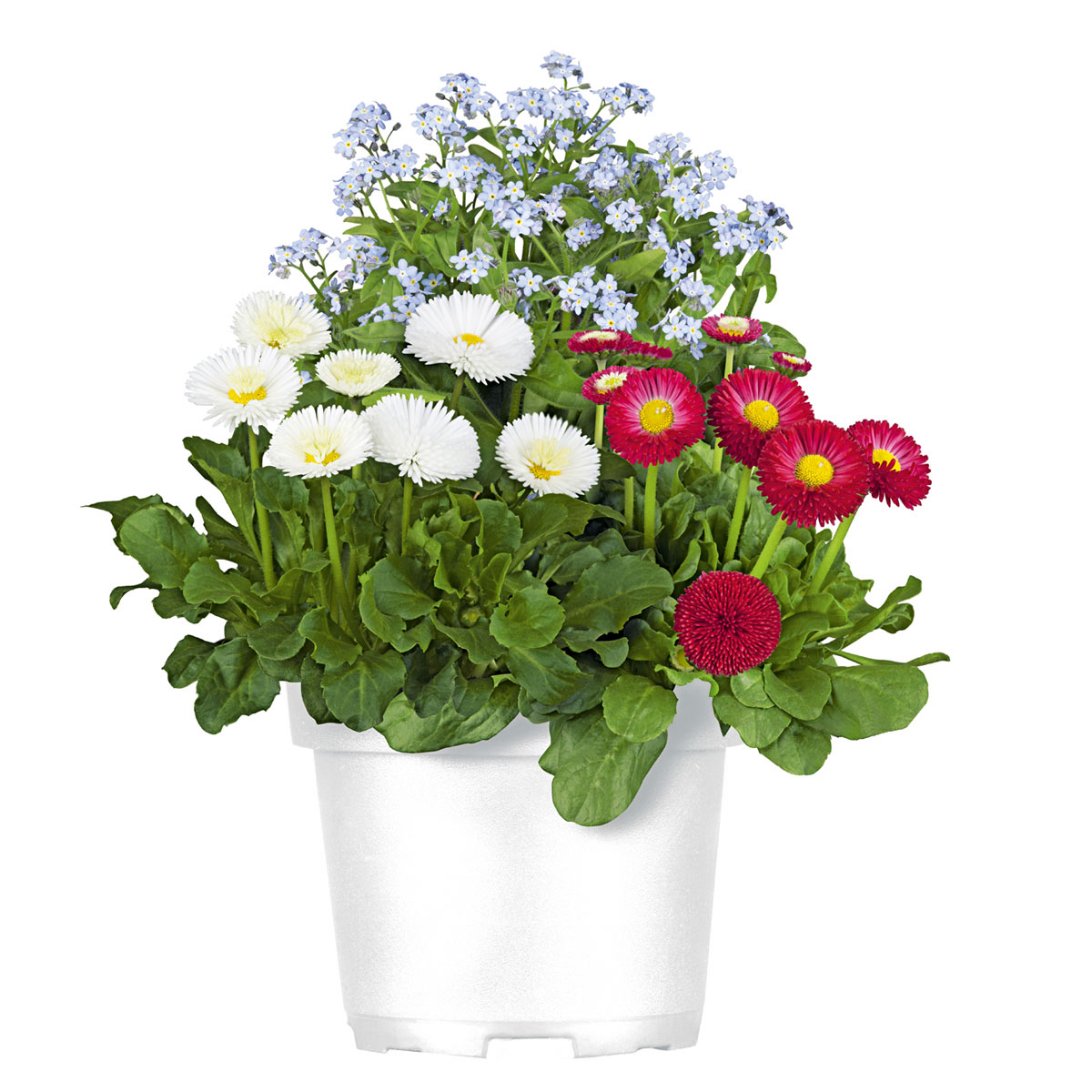 Plantiflor  MyoBell Topf Durchmesser 14 cm Bild 2