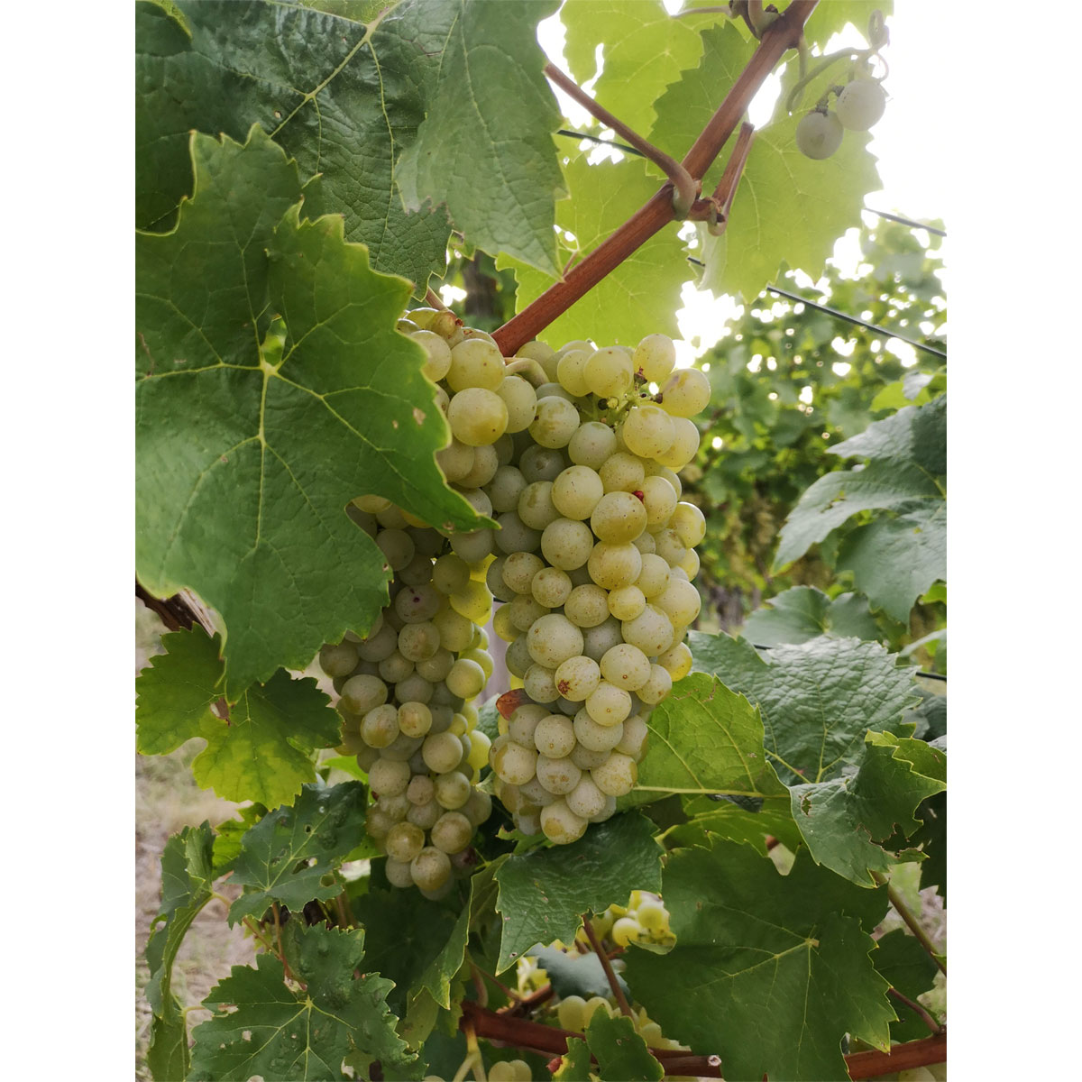 Plantiflor Kernlose Weintraube Gelbe Beeren Topf Durchmesser 19 cm