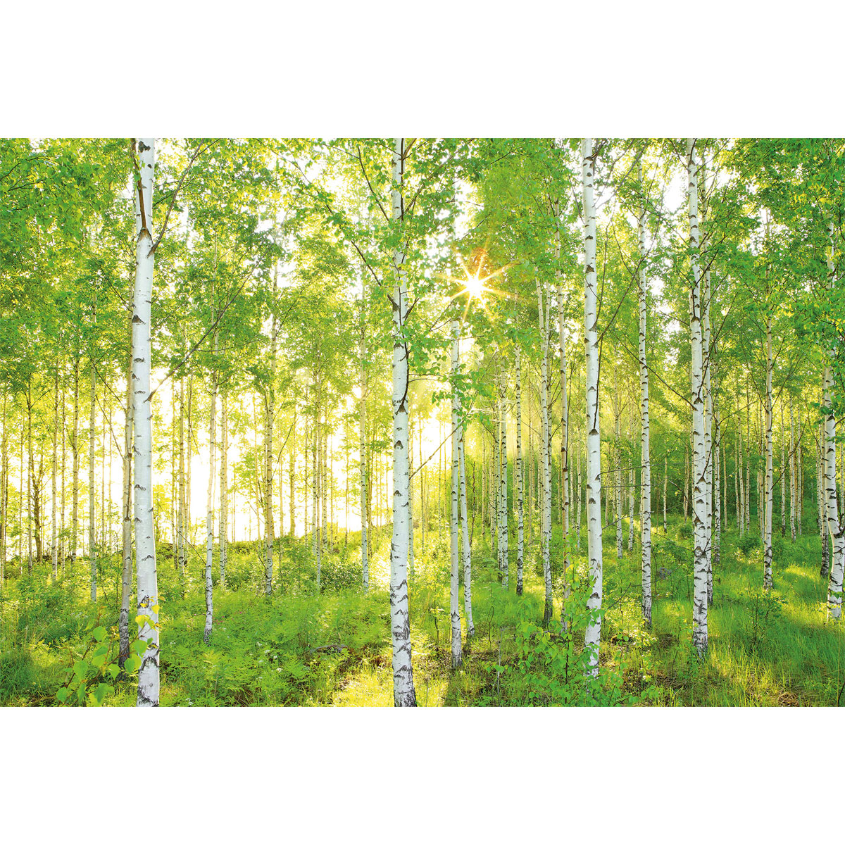 Komar  Vlies Fototapete Sunday 368x248 cm Bild 2