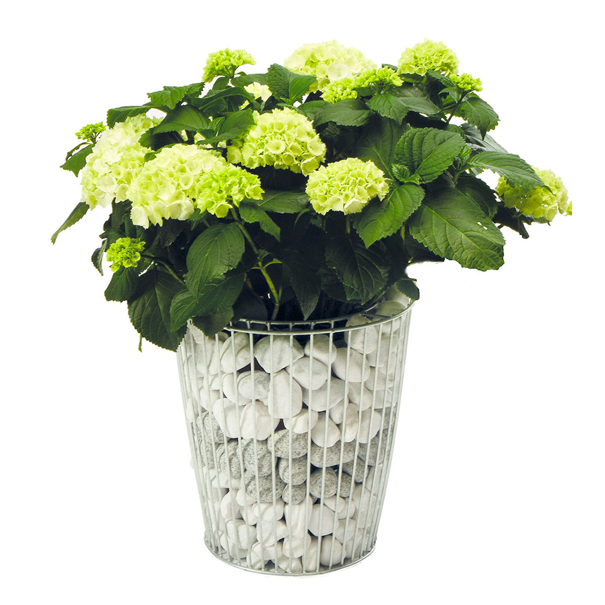 Wilk Gabionen-Pflanzgefäß Rino S Bild 2