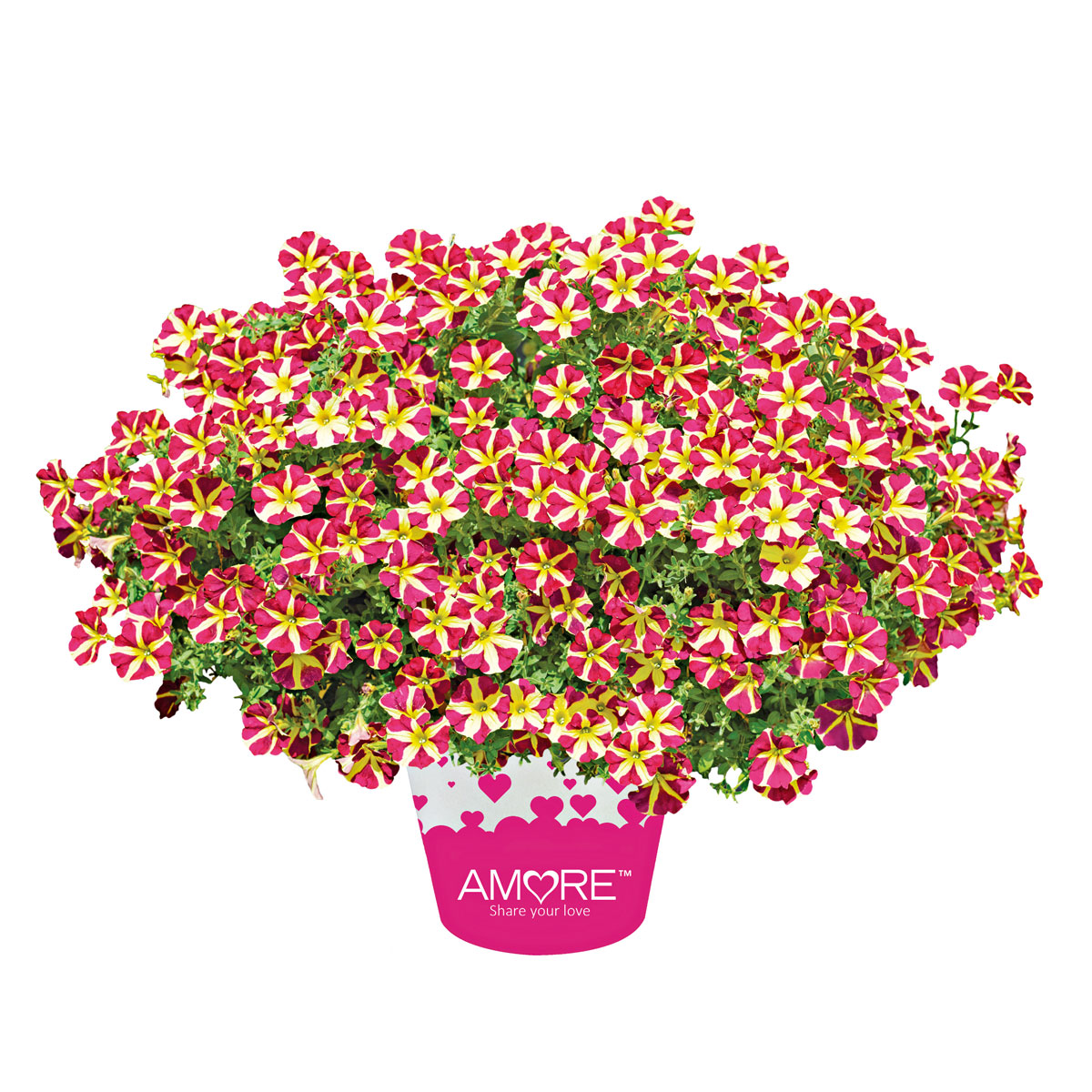 Plantiflor  Petunia Topf Durchmesser 12 cm Bild 2