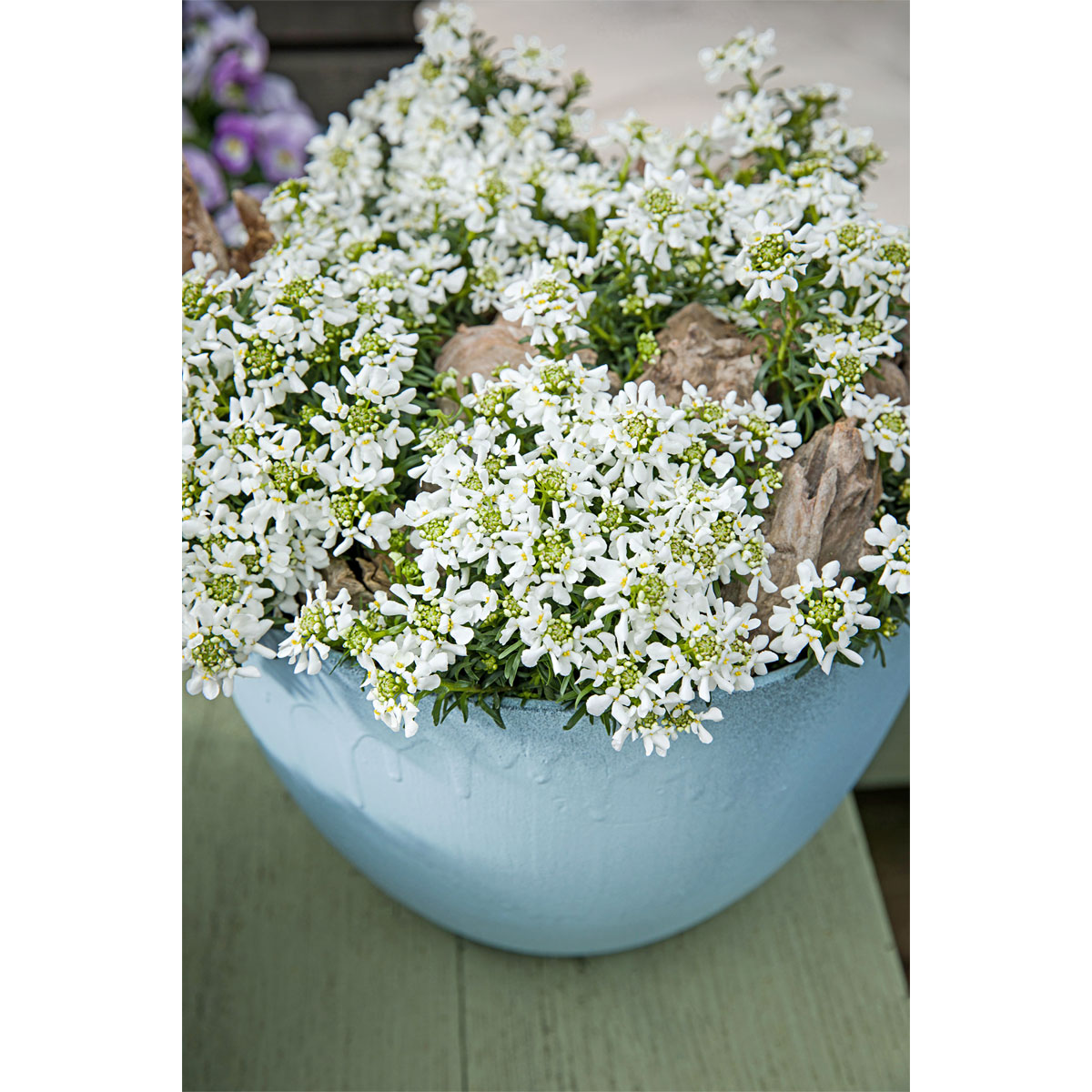 Plantiflor  Steingartenstauden im Topf Durchmesser 13 cm Bild 7