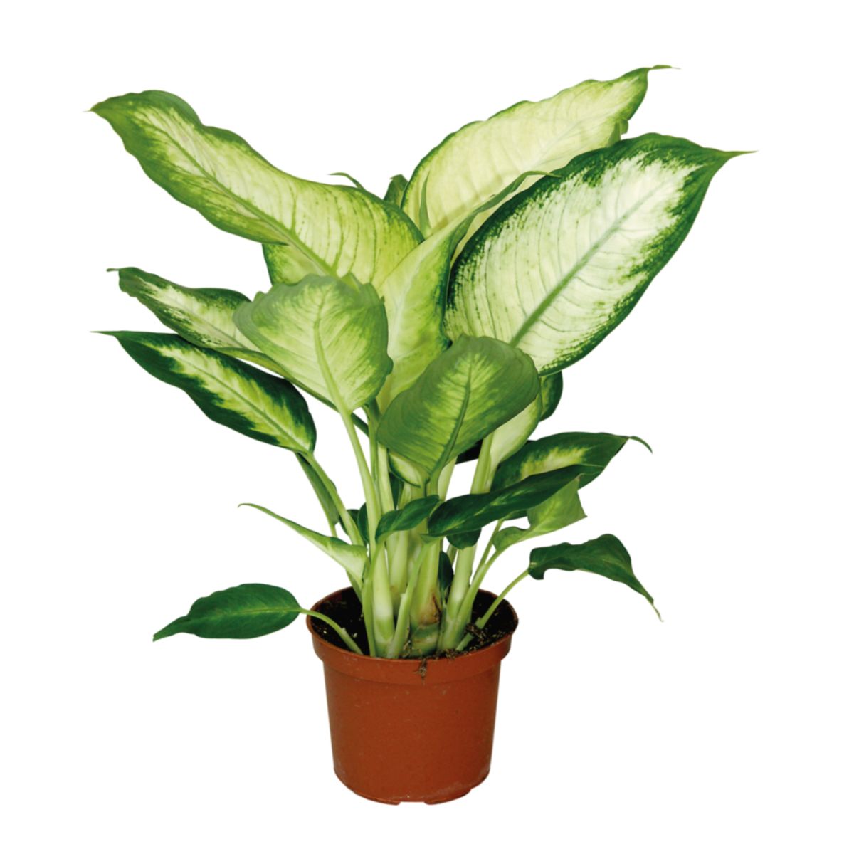 Plantiflor Dieffenbachie Camilla 35 cm T12