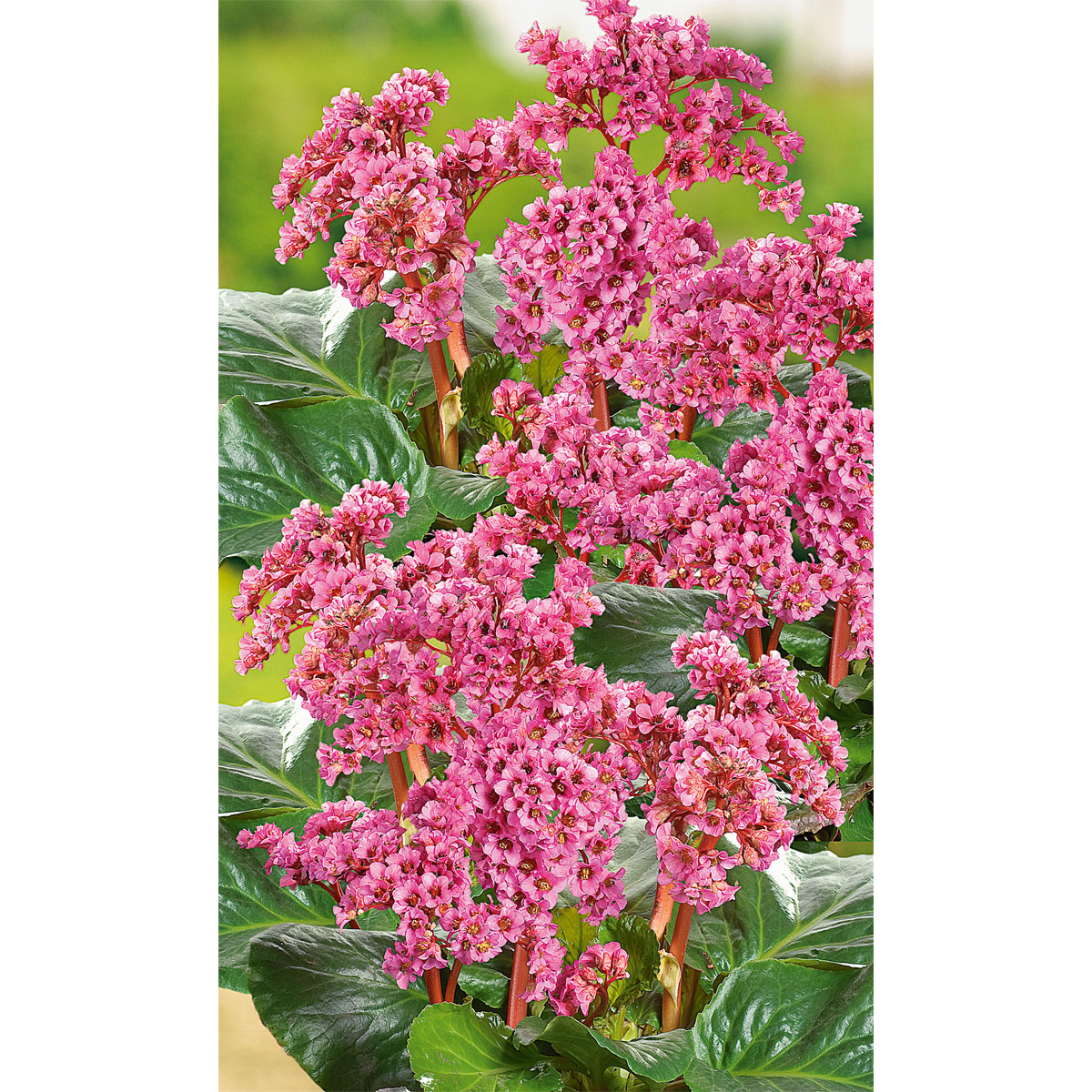 Plantiflor  Staude P19 verschiedene Sorten Bild 4