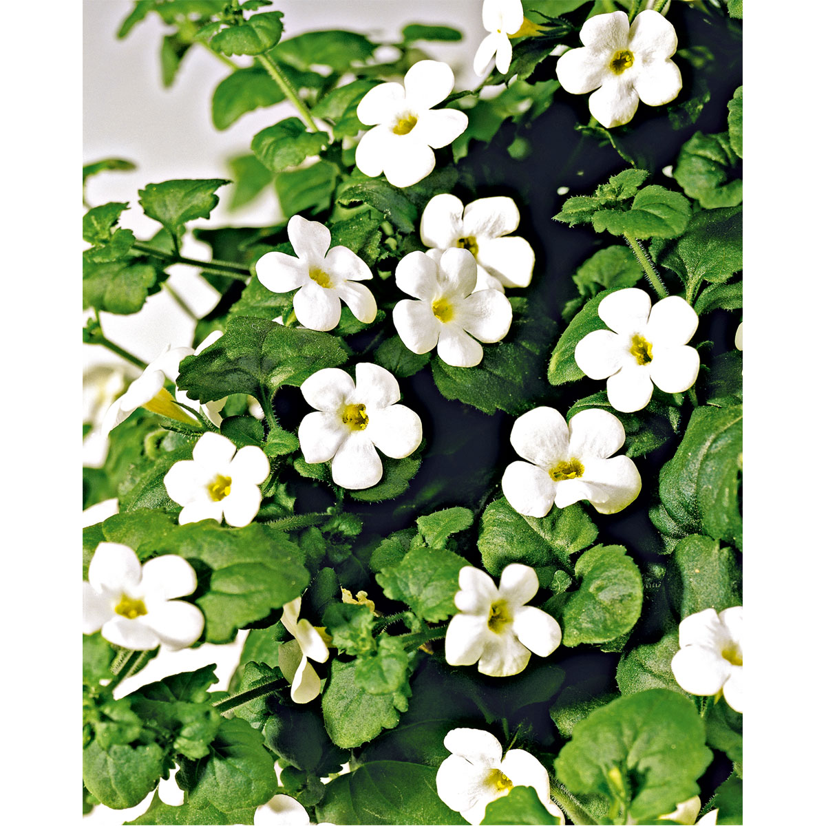 Plantiflor  Schneeflockenblume T13 Bild 2