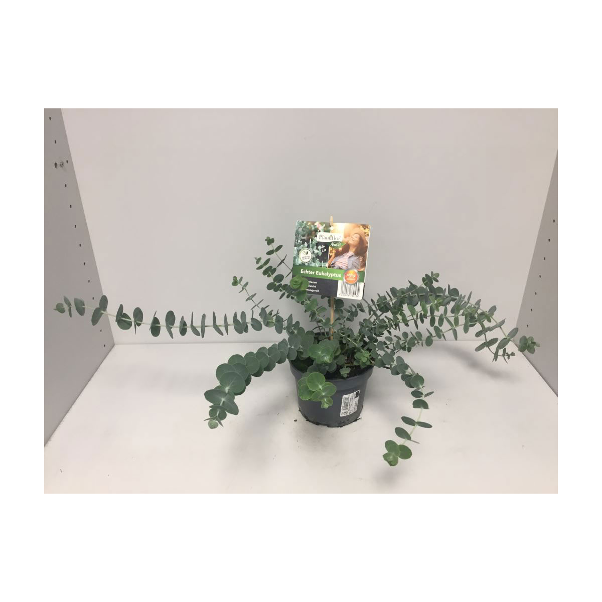 Plantiflor  Eukalyptus Durchmesser 13 cm