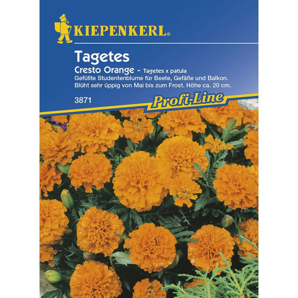 Kiepenkerl Tagetes patula Cresto Orange Profi-Line Bild 1