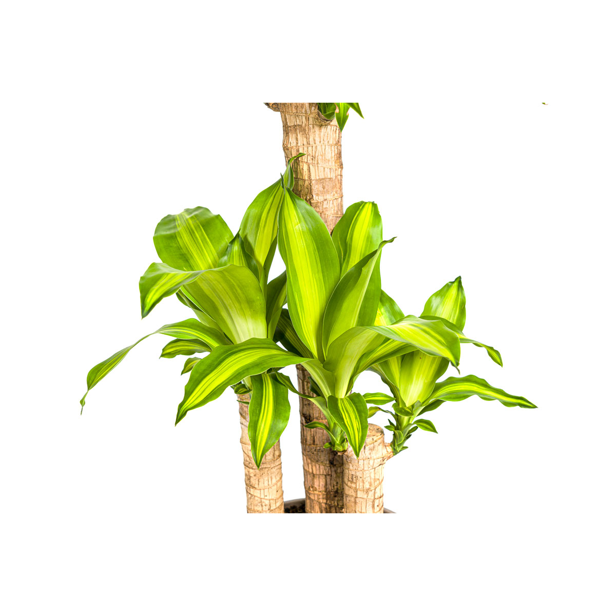 Duftender Drachenbaum „Massangeana“, Topf Ø 21 cm Bild 3