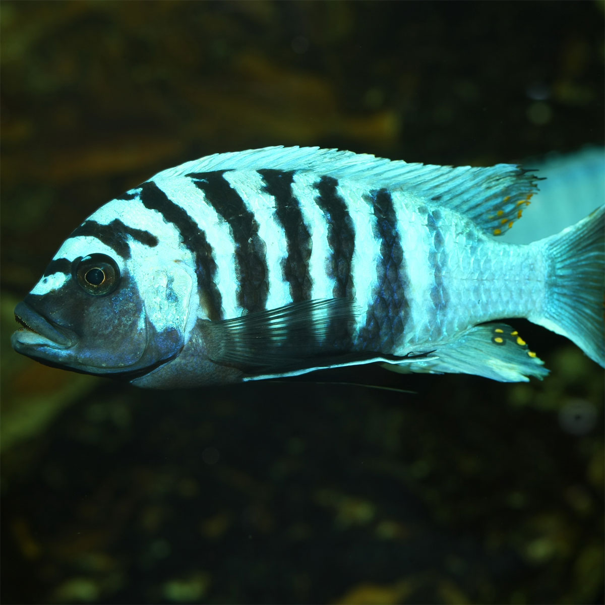 JBL  PRONOVO MALAWI FLAKES M 250ml Bild 8