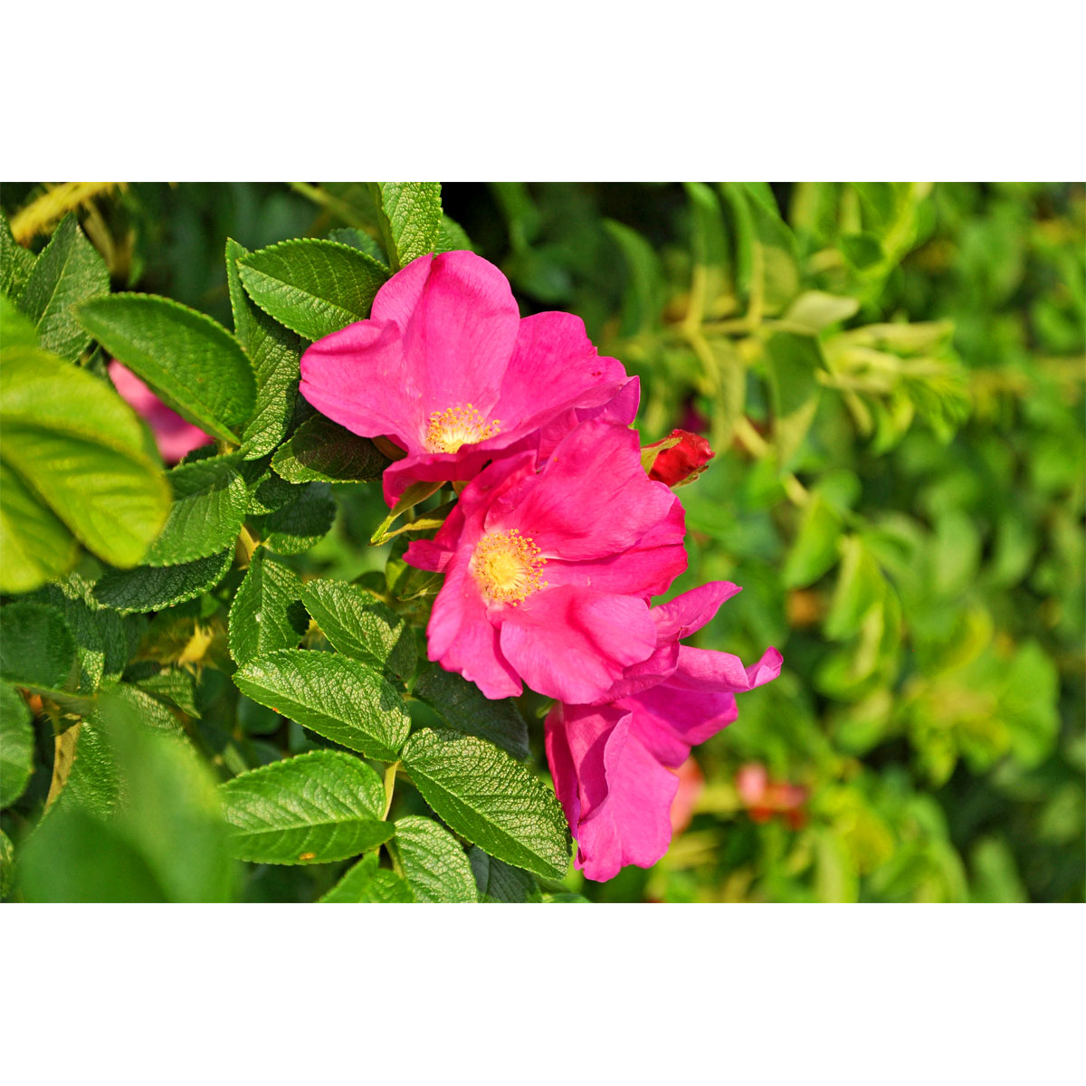 Plantiflor  Wildrose Biene Maja Topf Durchmesser 17 cm Bild 3