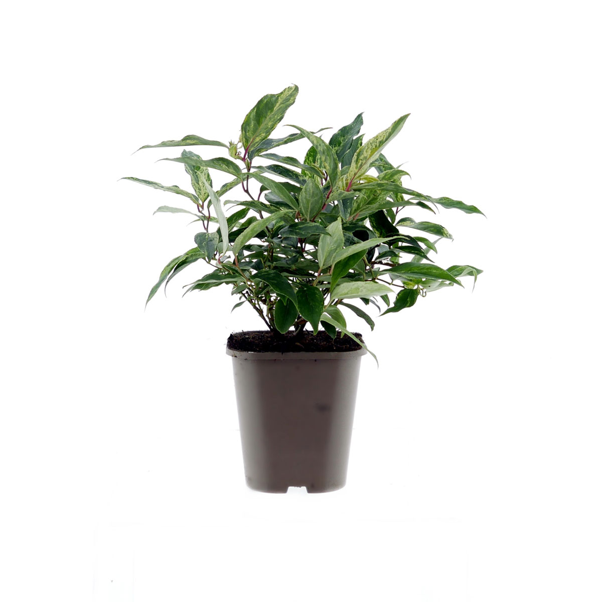 Plantiflor Traubenmyrthe Rainbow Topf Durchmesser 15 cm