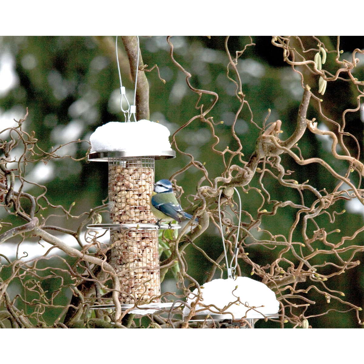 Futterspender mit Gitterröhre mit Anflugringen 14 x 14 x 26 cm Metall Silber Bild 3