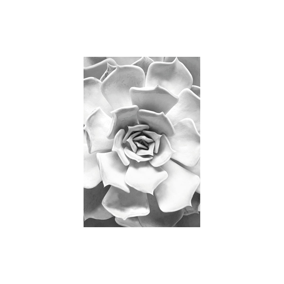 Komar  Wandbild Succulent Closeup 40x50 cm Bild 2