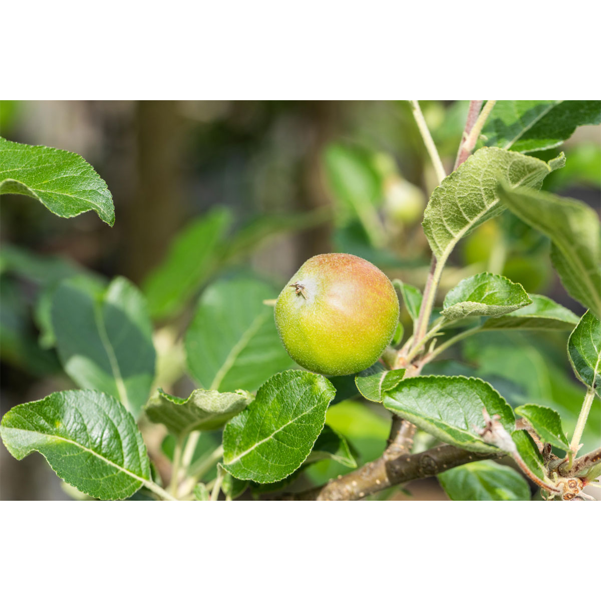 Plantiflor  BIO-Apfel 'Santana'®