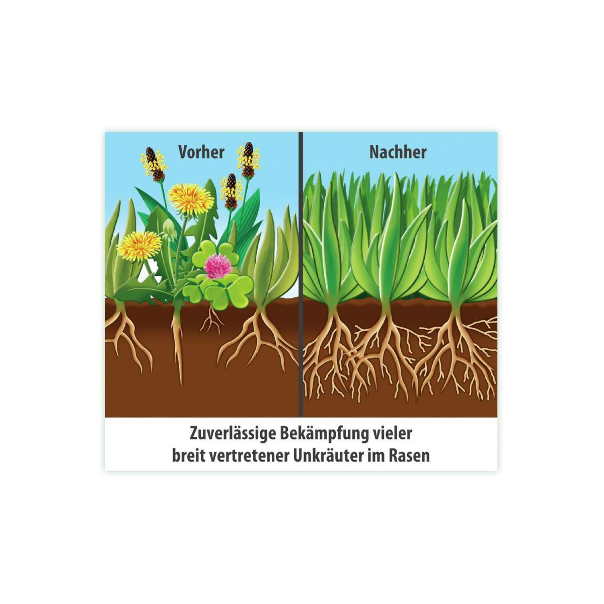 Compo FLORANID Rasendünger plus Unkrautvernichter für 200 m² 6 L Bild 2