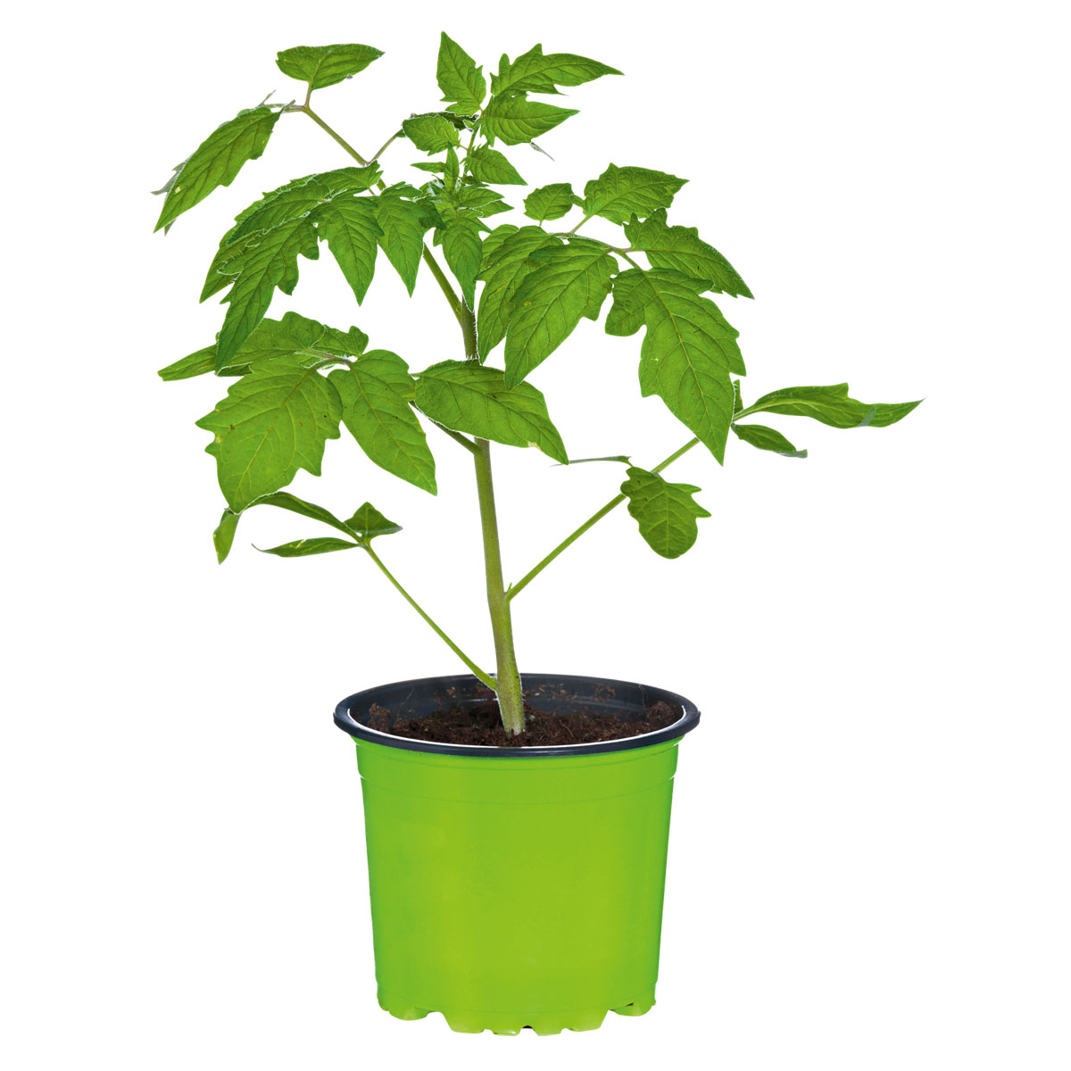 Plantiflor Runde Tomate Harzfeuer Topf Durchmesser 11 cm