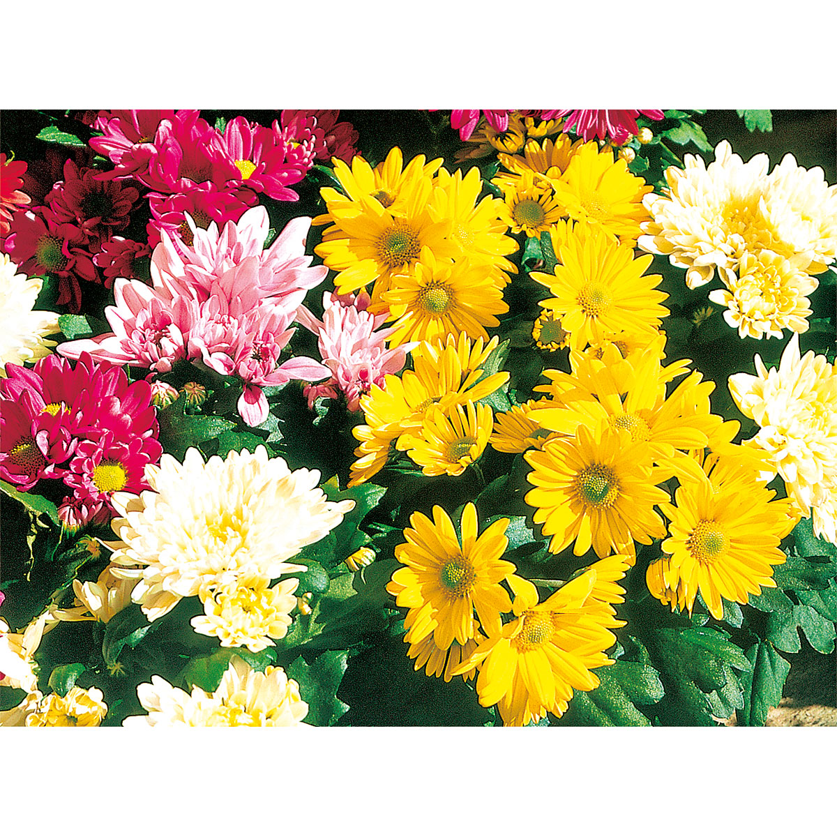 Plantiflor  Chrysantheme Eintrieber Topf Durchmesser 10,5 cm Bild 4