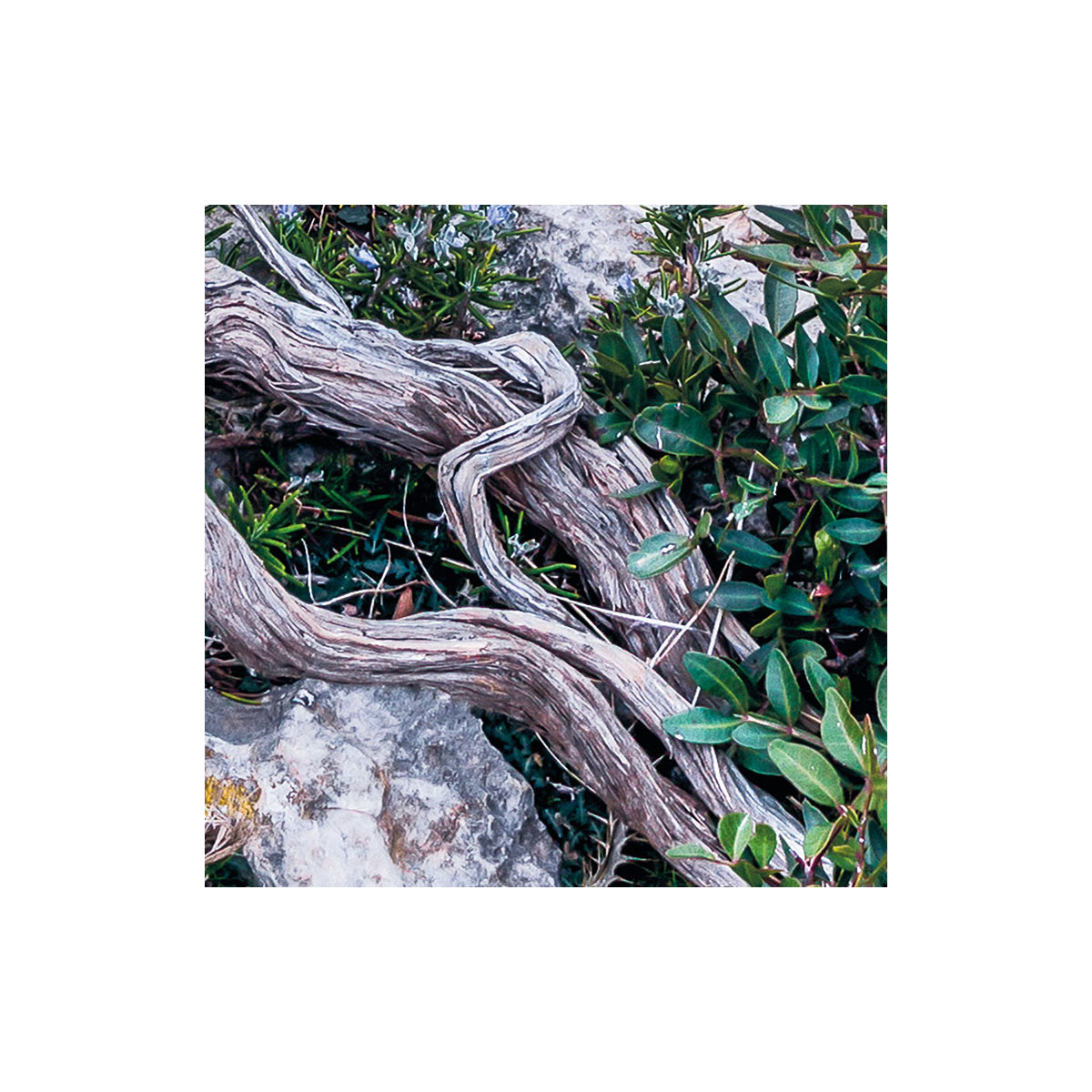 Komar  Vlies Fototapete Bizarre Coast 200x250 cm Bild 8