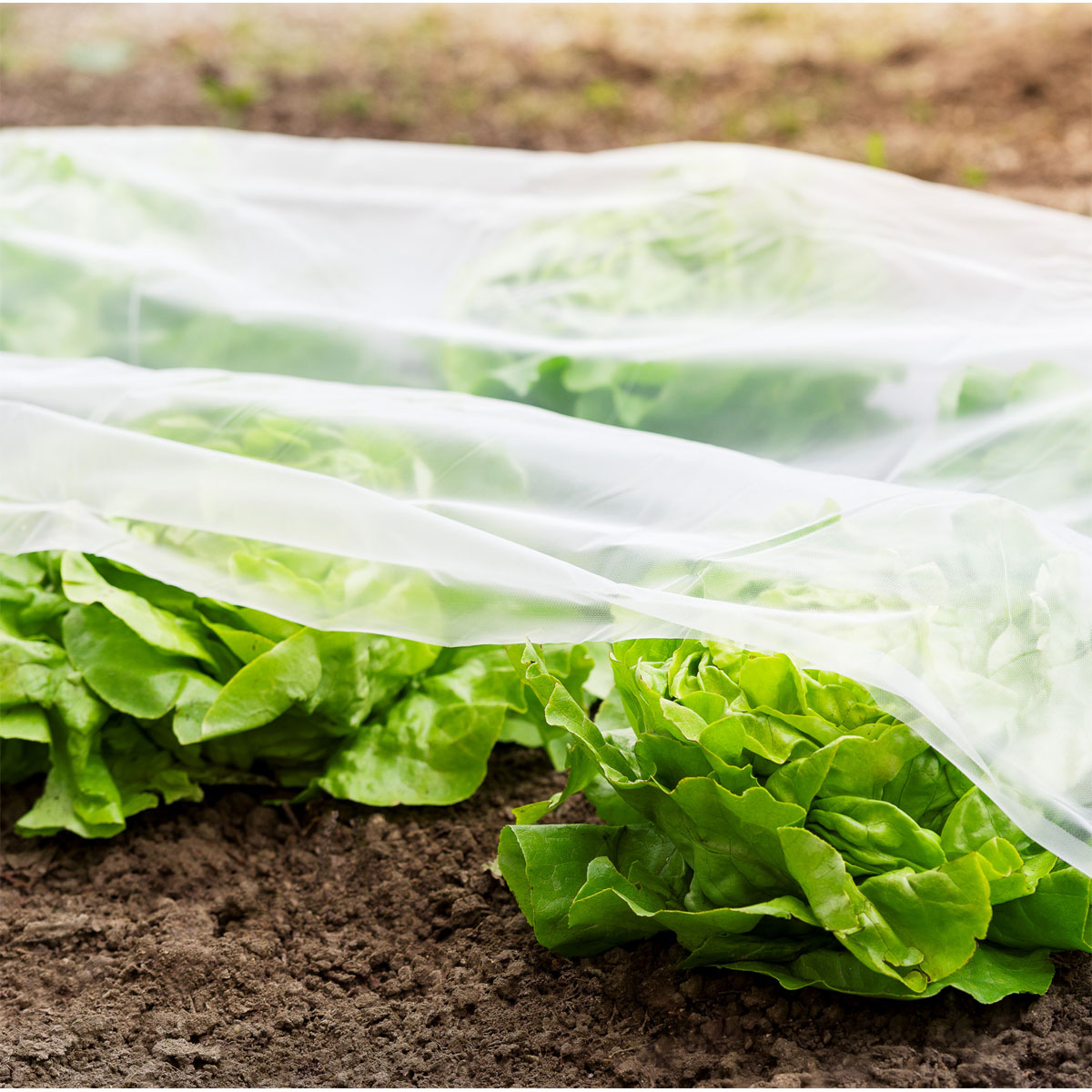 Windhager  Frühbeet-Folie Supergrow 5x1,35 m