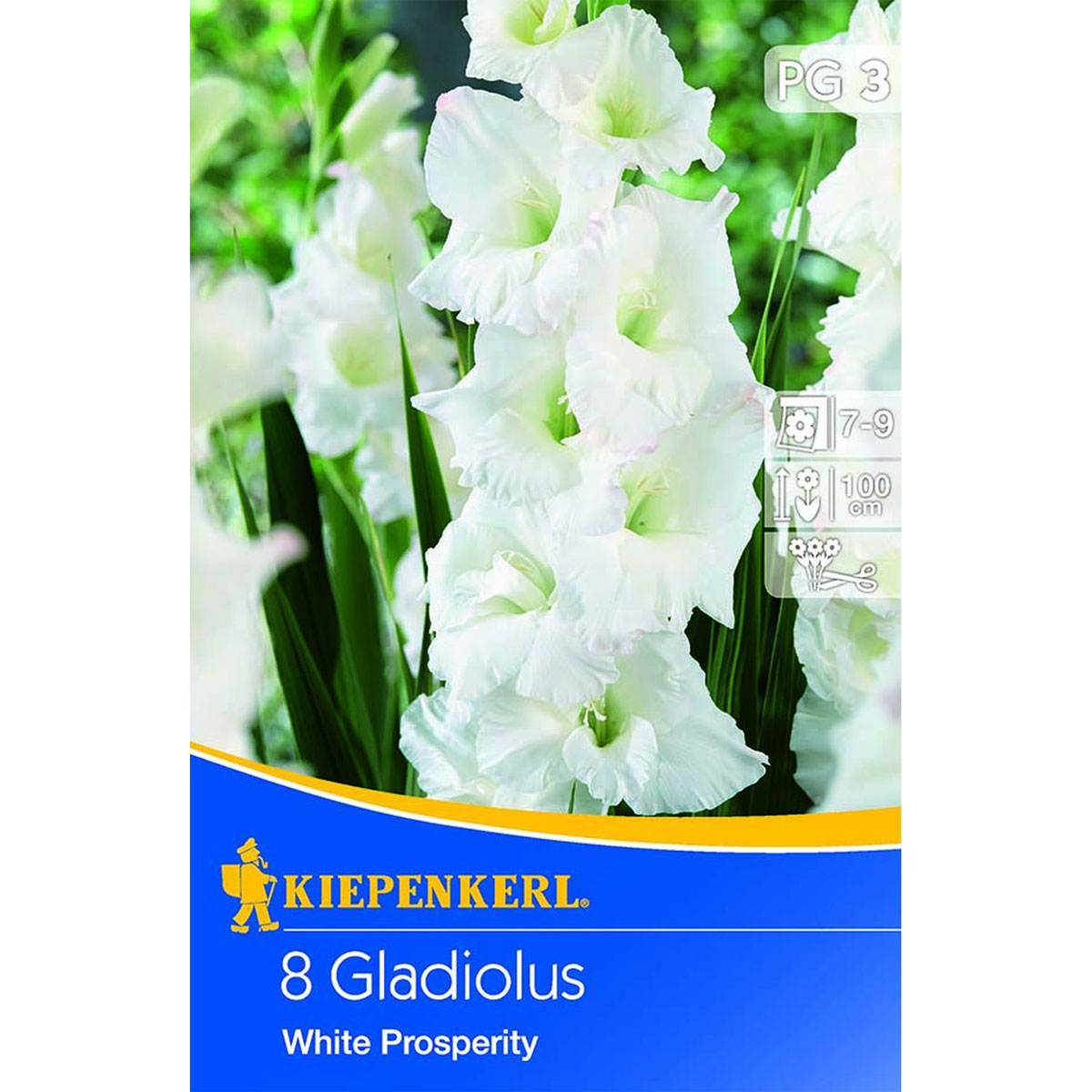 Kiepenkerl Gladiolus White Prosperity
