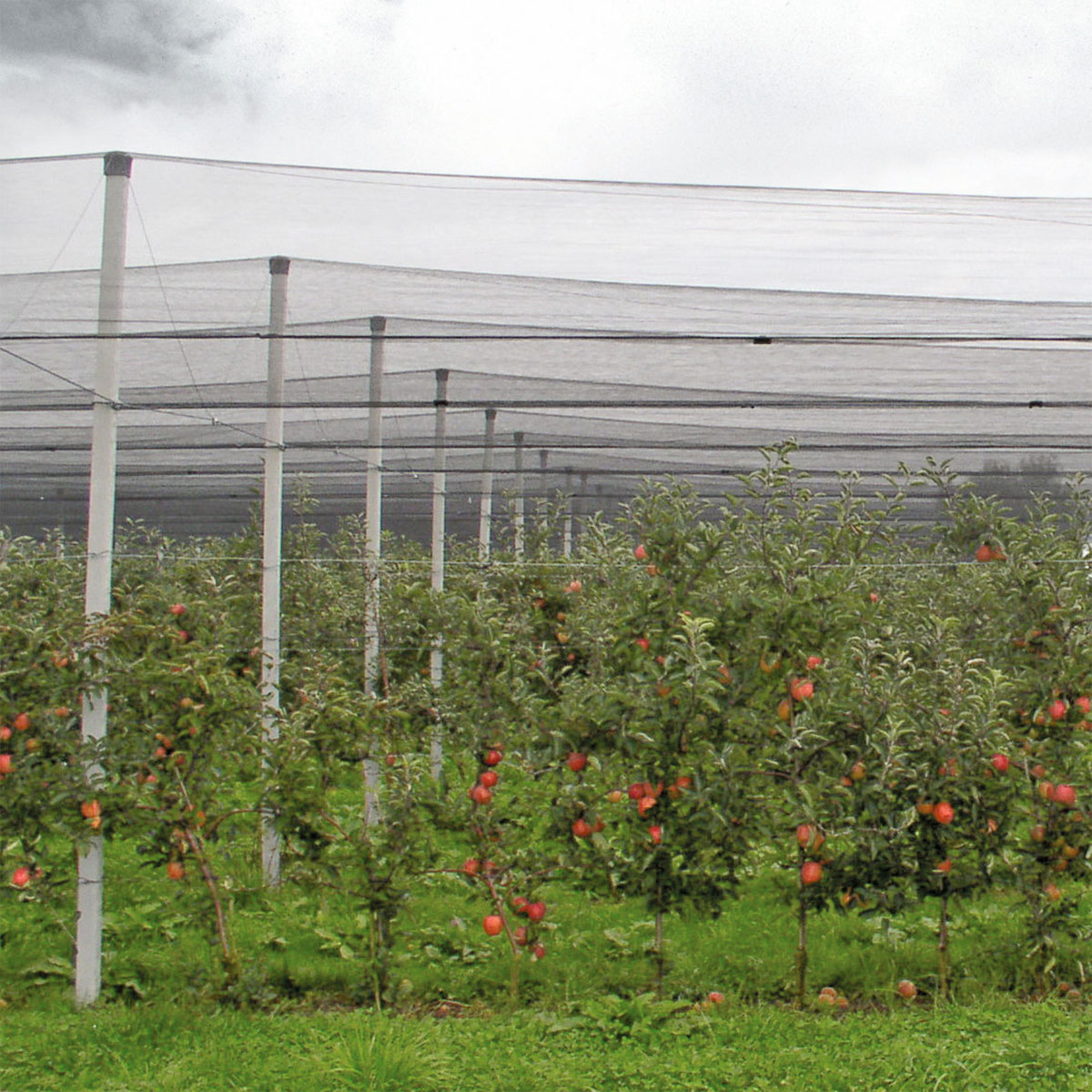 Windhager  Hagelschutz-Netz 5x4 m grün Maschenweite 8 mm