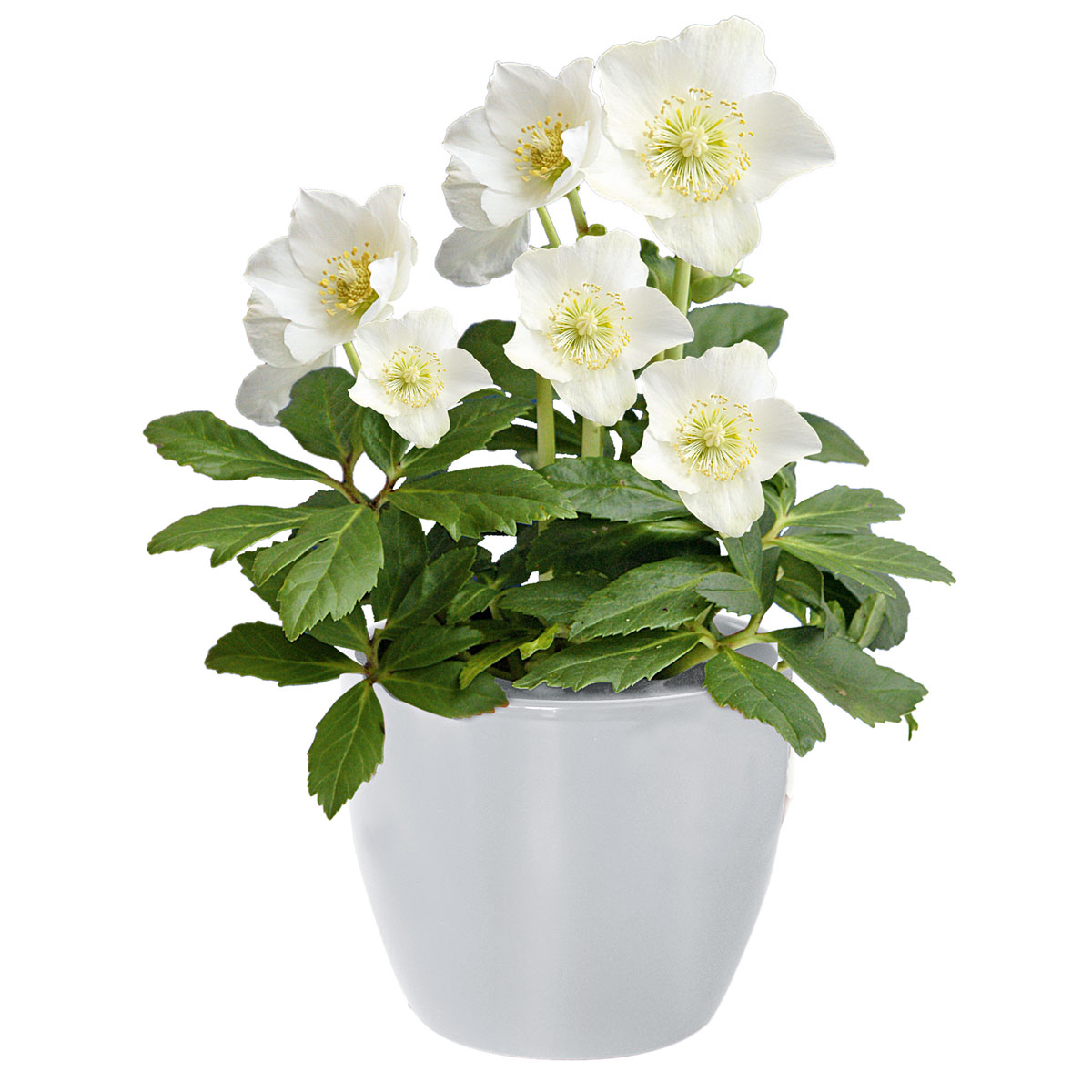 Plantiflor  Christrose Christmas Carol Top Durchmesser 12 cm Bild 2