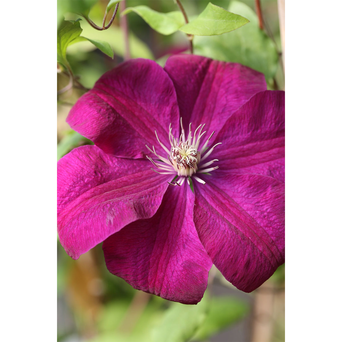 Plantiflor Rote Großblumige Waldrebe Topf Durchmesser 17 cm