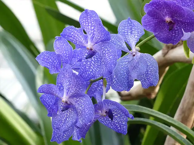 Vanda